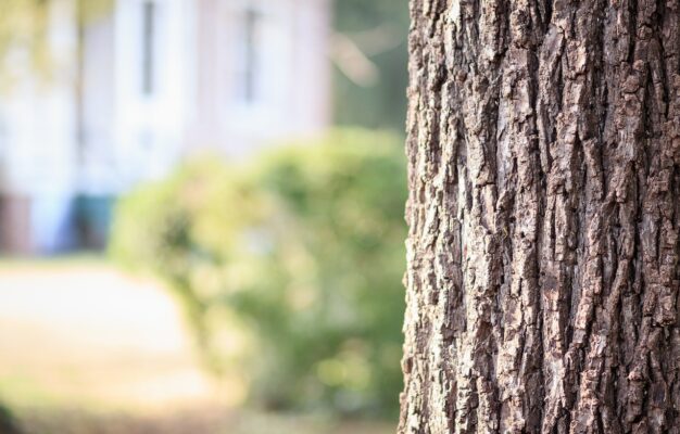 dendrologia